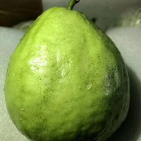 求購(gòu)番石榴種苗