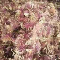 求購地經2分滇樸10000棵地苗，地徑2分滇合歡10000棵地苗要云南貨