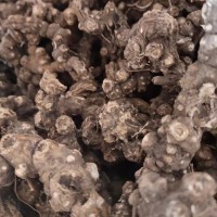 求購清原地區(qū)條形朱砂點蒼術(shù)干貨，圓塊朱砂點蒼術(shù)干貨。五味子干貨