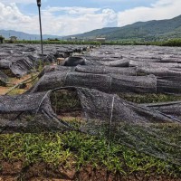 2024年白芨苗價格查詢_批發價格表_未來白芨苗價格會漲嗎