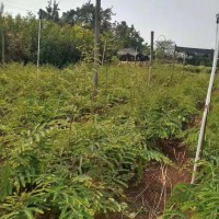 滇橄欖嫁接苗木出售 嫁接法方法 嫁接技術團隊，成活率90以上