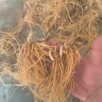 【精品射干苗】大型專業(yè)育苗基地，射干苗，一手貨源 量大從優(yōu) 歡迎訂購