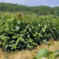 油茶苗木基地地址查詢   油茶苗哪個品種好   油茶苗哪里有賣