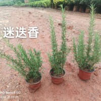 迷迭香苗批發價格