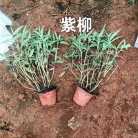 云南迷迭香收購廠家 云南迷迭香產地 云南迷迭香出口廠家 云南迷迭香與澳洲迷迭香哪個好