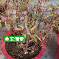 牡丹盆栽 年宵貨可以出了，過年牡丹切枝 可以出貨了