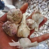 云南基地大蒜正?發在?貨，需要來拉17787503139