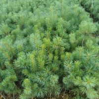 華山松苗圃  華山松苗木規格標準